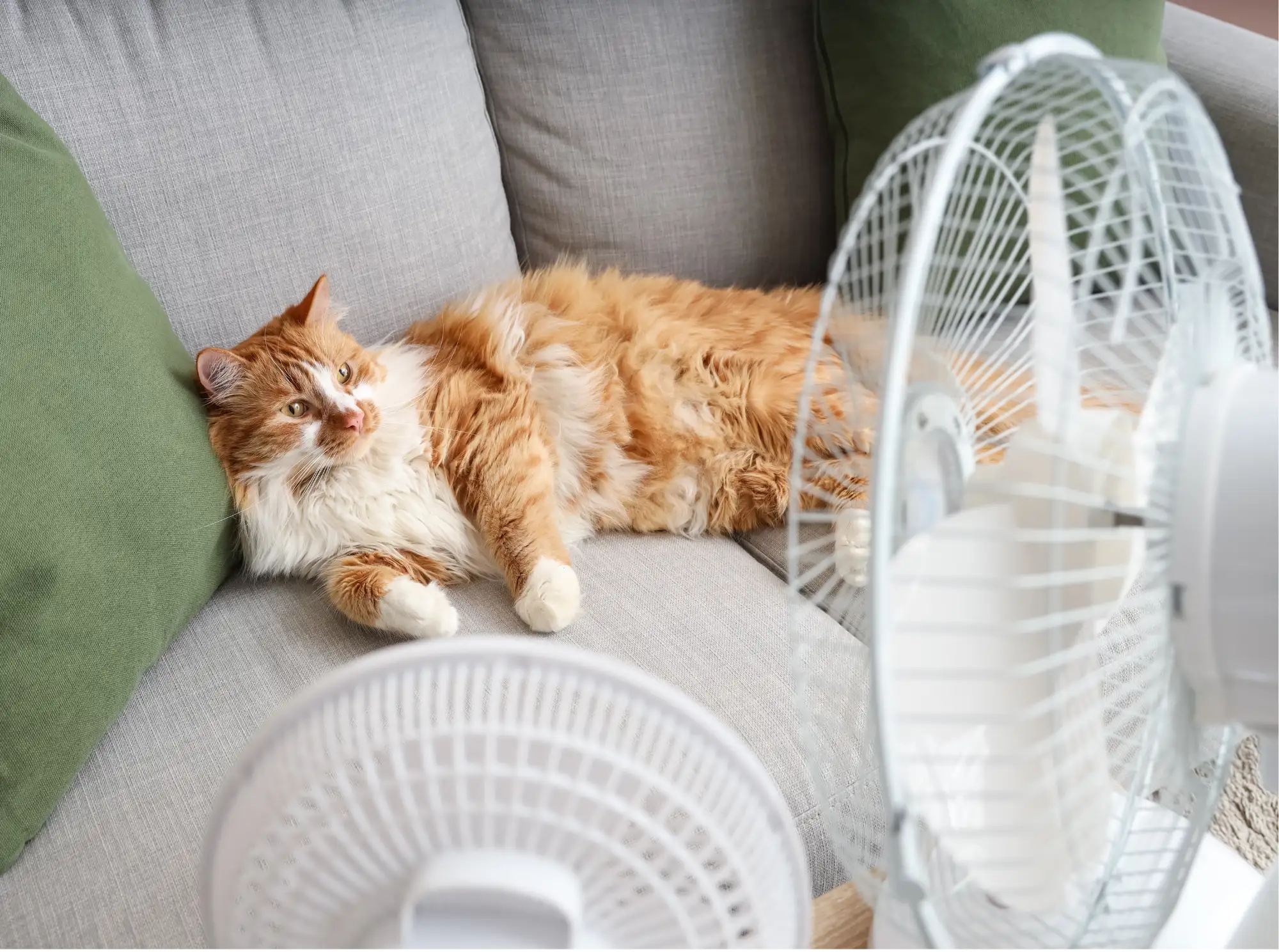 Canicule de juin 2026 : la France a battu ses records et nos maisons, elles ?